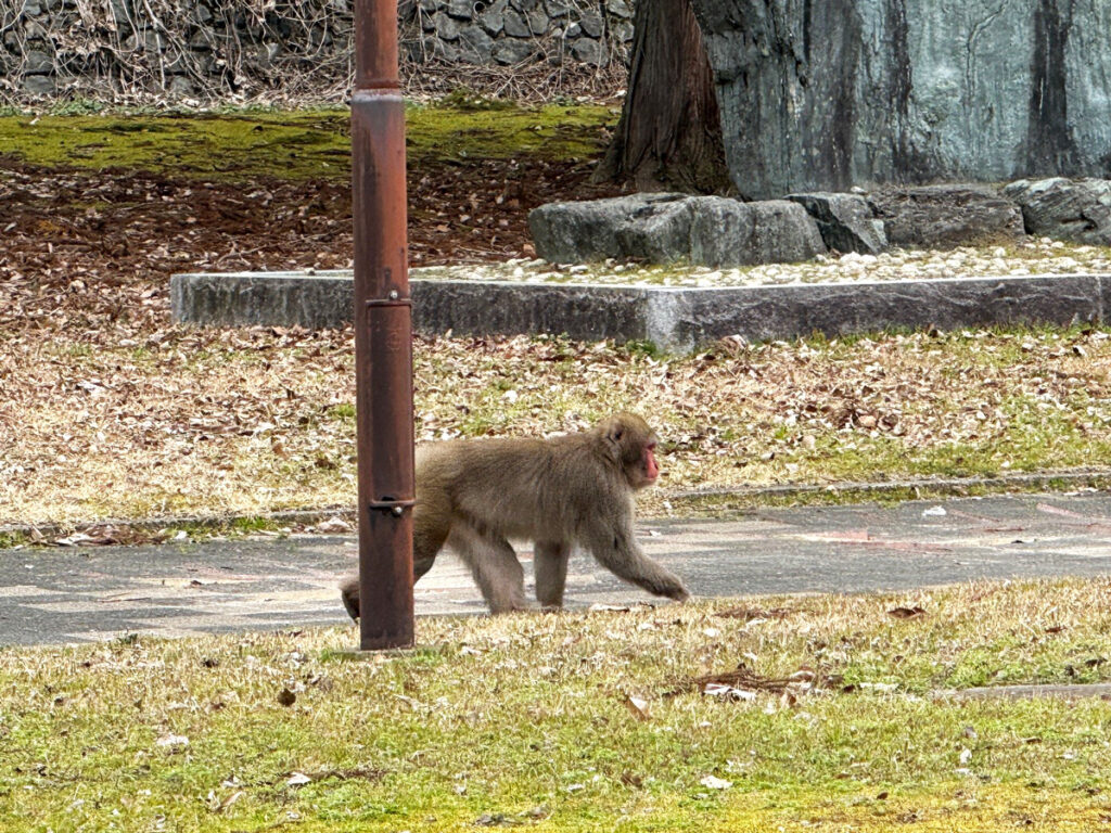 近くを通った猿集団のボス（たぶん）